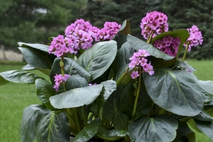 Bergenia 'Miss Piggy' New 2023